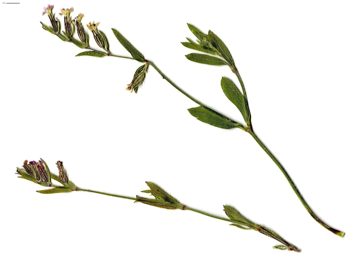 Silene gallica (Caryophyllaceae)